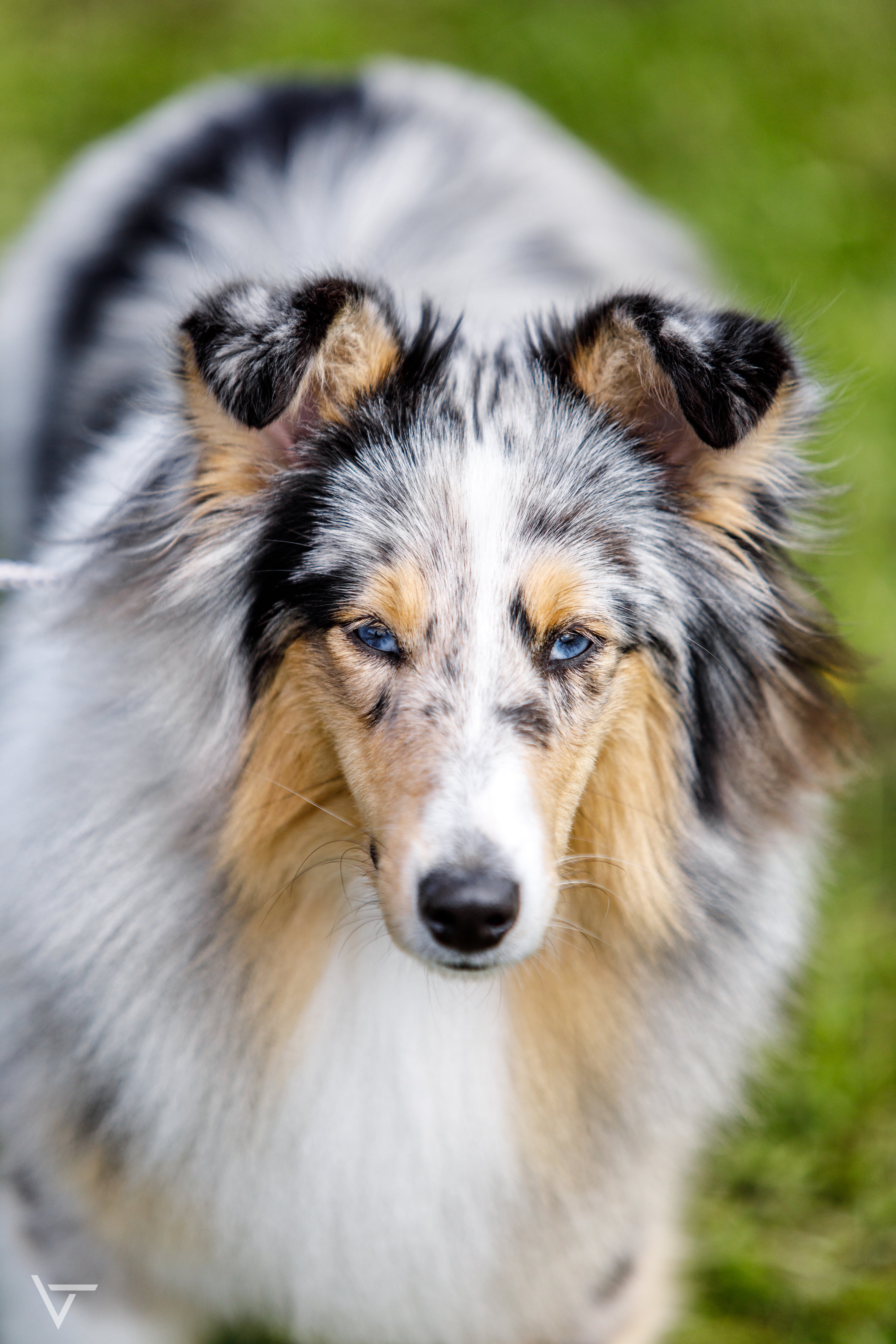 Sassura Hibiscus Flower